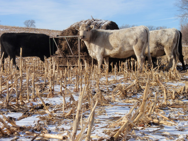 Regardless of what option cattle producers select, becoming more efficient when feeding hay and forage will help cattle producers&#039; bottom line. (DTN photo by Russ Quinn)